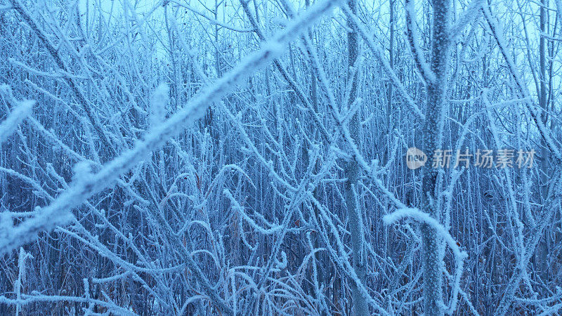 霜冻的树枝