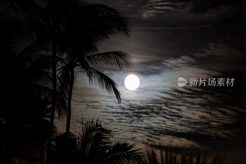 热带月光和棕榈树，夏威夷