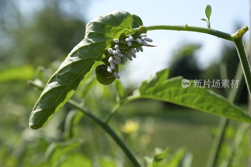 蕃茄天蛾的幼虫