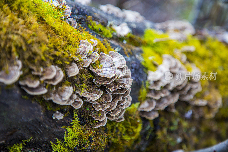 苔藓野生