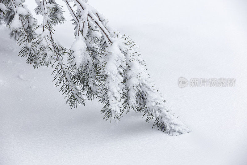 白雪覆盖的松树枝