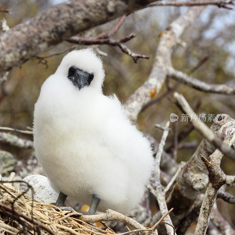 加拉帕戈斯群岛:鸟巢上的红脚鲣鸟