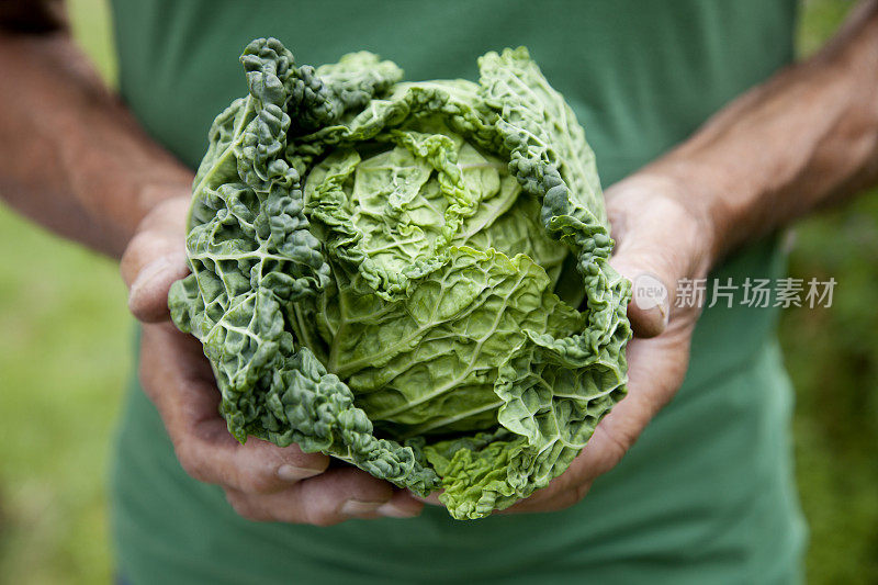 新鲜卷心菜的收成