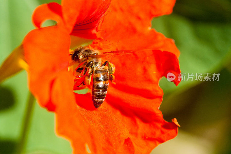 蜜蜂在桔黄色的花上