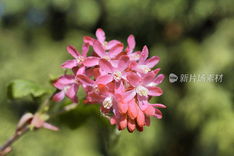 粉红色开花的红醋栗