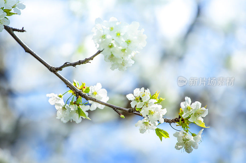 春天盛开的果园-果树与花