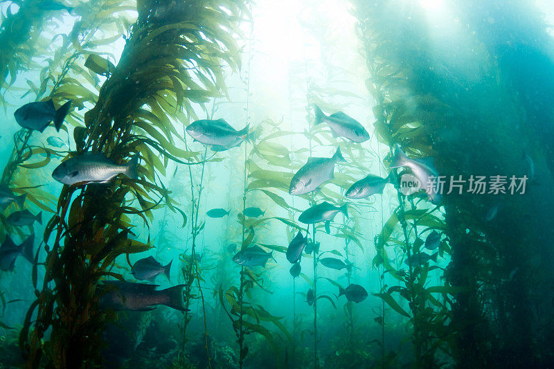 海藻森林中的鱼群