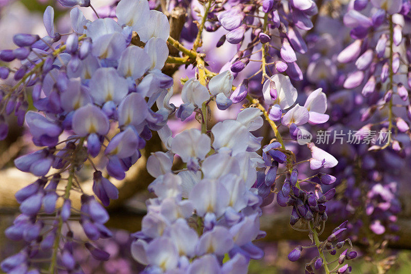 紫藤花朵特写