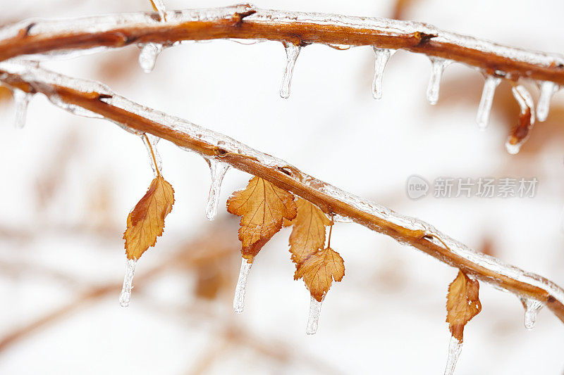 冬天冰冻的枫叶上挂满了冰柱