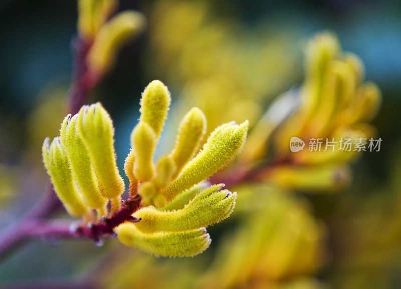 袋鼠爪花模糊的背景