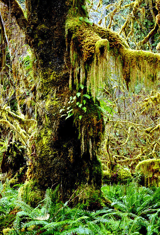 雨林中覆盖苔藓的树