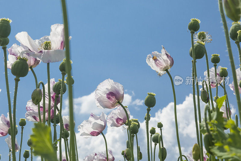 蓝色天空背景上的白色罂粟花