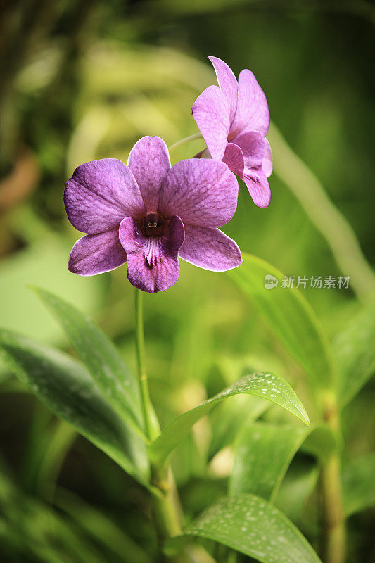 色彩斑斓的兰花的花