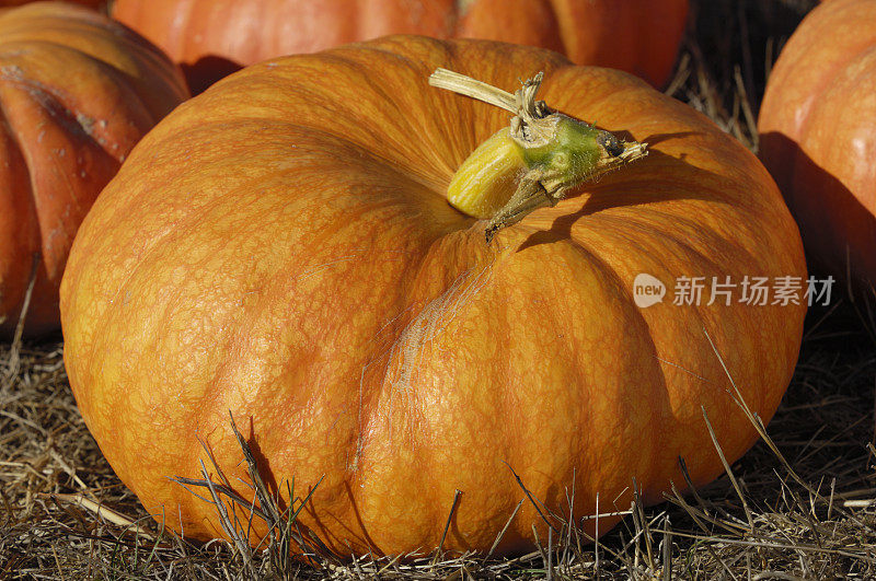 农村南瓜地里收获时南瓜的特写