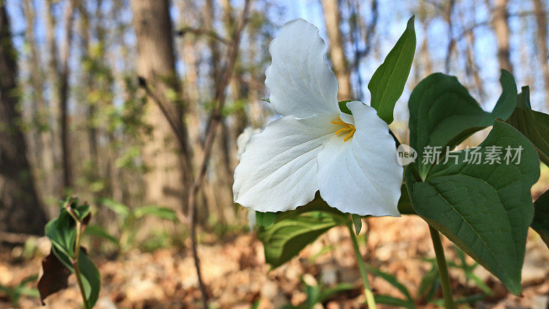 白色Trillium花