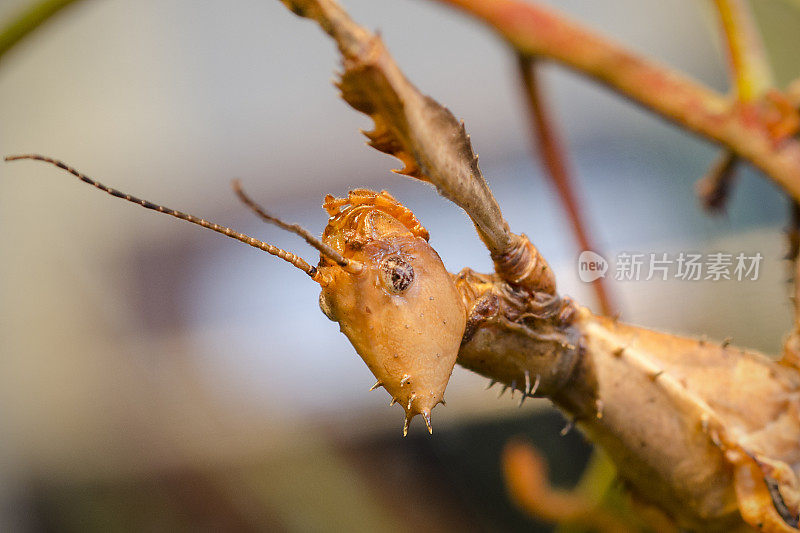 一种巨大的多刺竹节虫