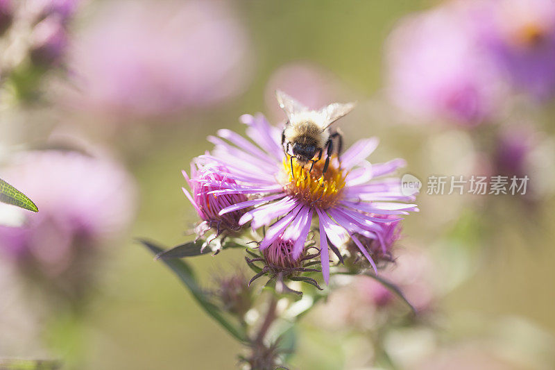 大黄蜂在花上