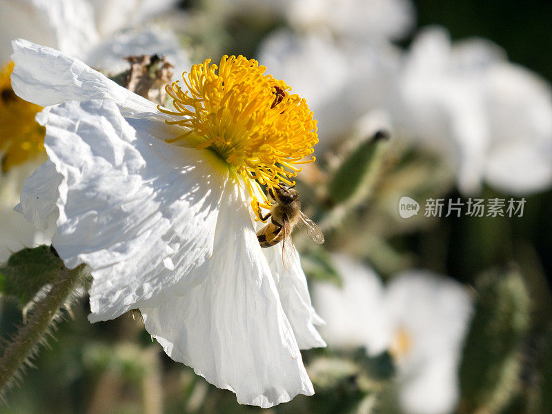 蜜蜂和花