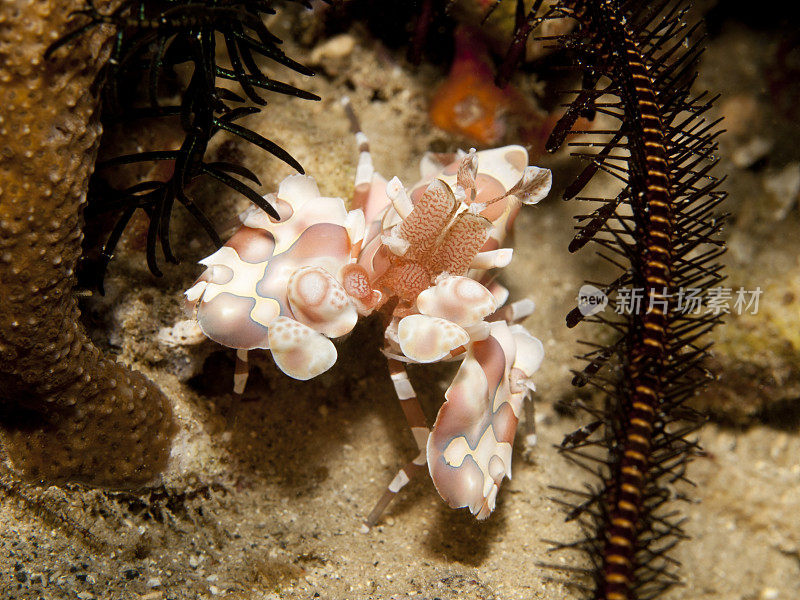 丑角虾-膜角线虫