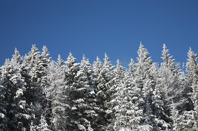 一排排白雪覆盖的常青树