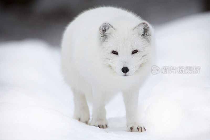 白色的北极狐在雪地里行走