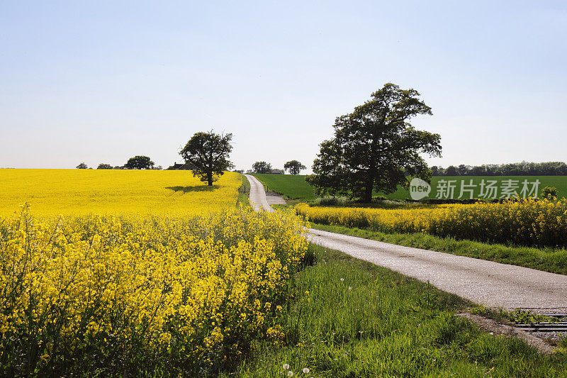 英国埃塞克斯，春天油菜籽和小麦的田野