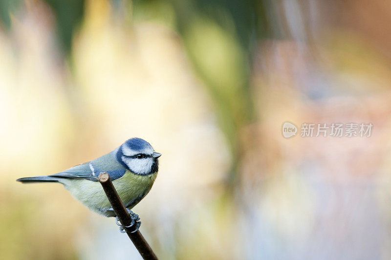 蓝山雀(青翠鸟)