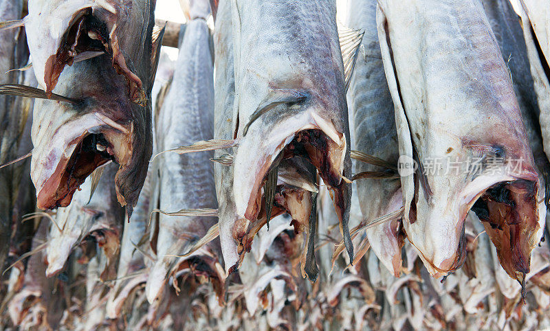 罗浮敦鳕鱼冬天挂在脚手架上