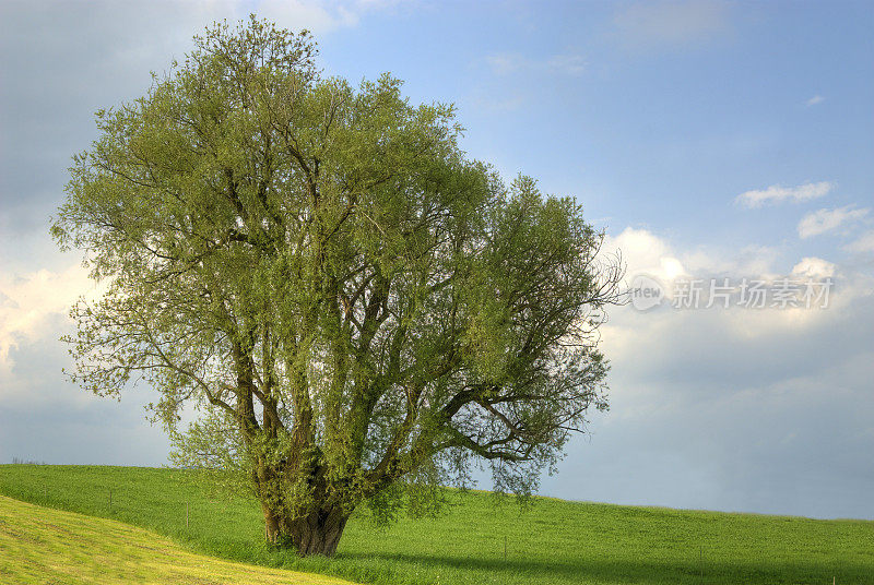 孤独的大树HDR