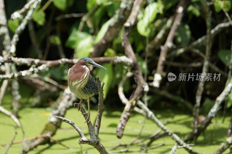 苍鹭(绿苍鹭)