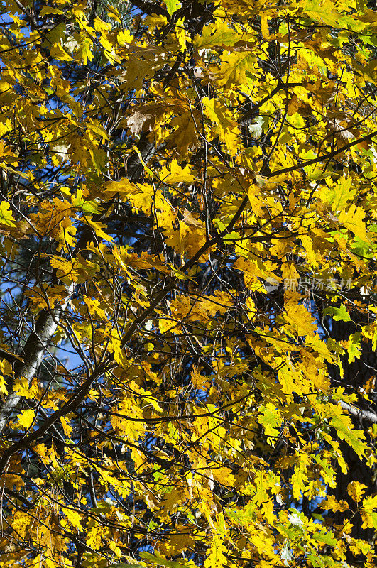 黄栎树叶在树枝上