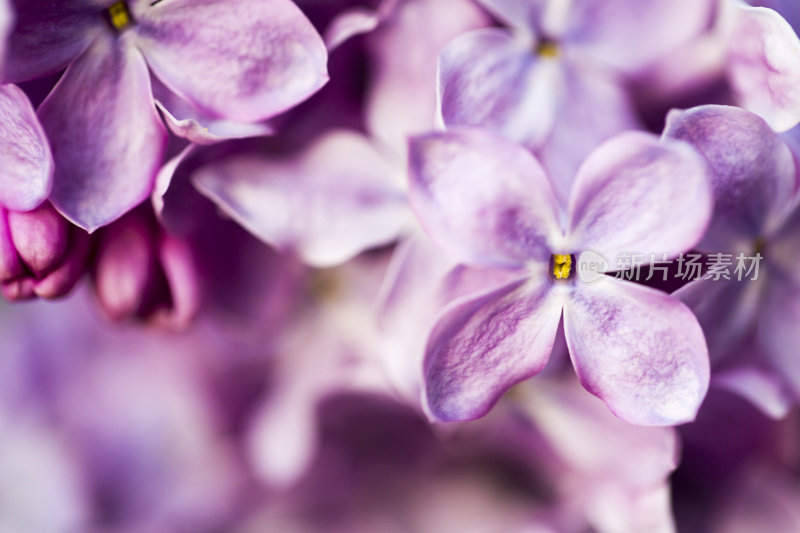 美丽的紫丁香