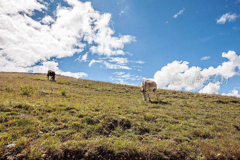在瓦拉兹上方安第斯山脉的乡间，驴子在吃草