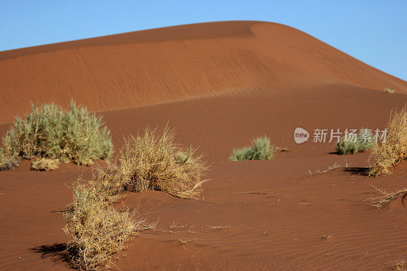纳米比亚:美丽的红色沙丘在纳米布沙漠
