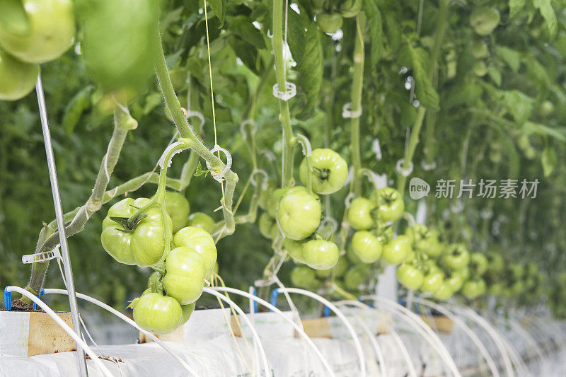 水培番茄在商业温室中的种植