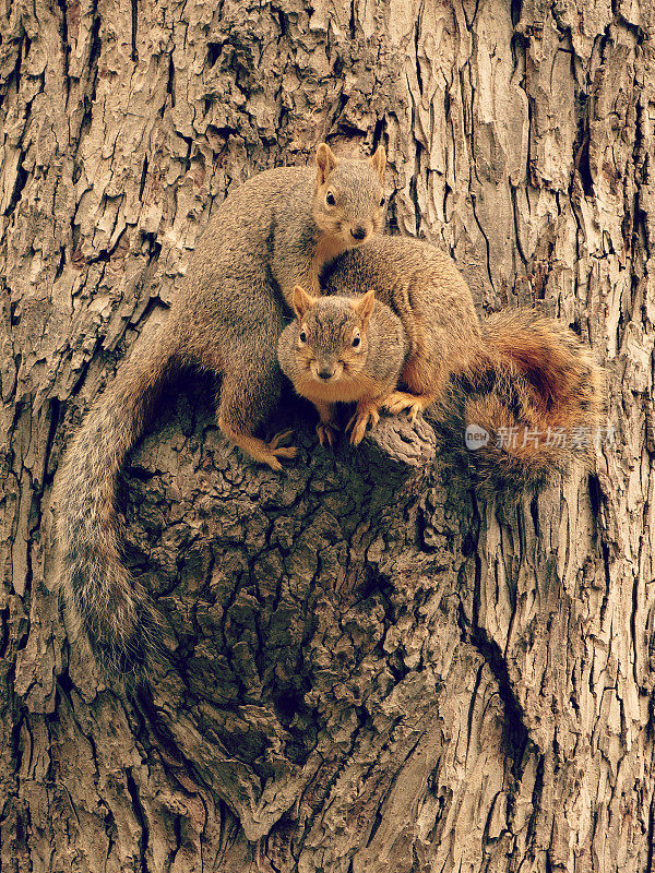 两只松鼠在一棵心形树皮树上交配