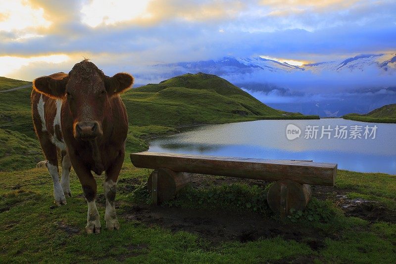 罗尼牛，戏剧性的天空，格林德沃湖:瑞士阿尔卑斯山