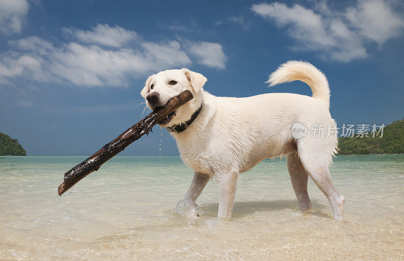 白色拉布拉多寻回犬在热带水域取棍子(XXXL)