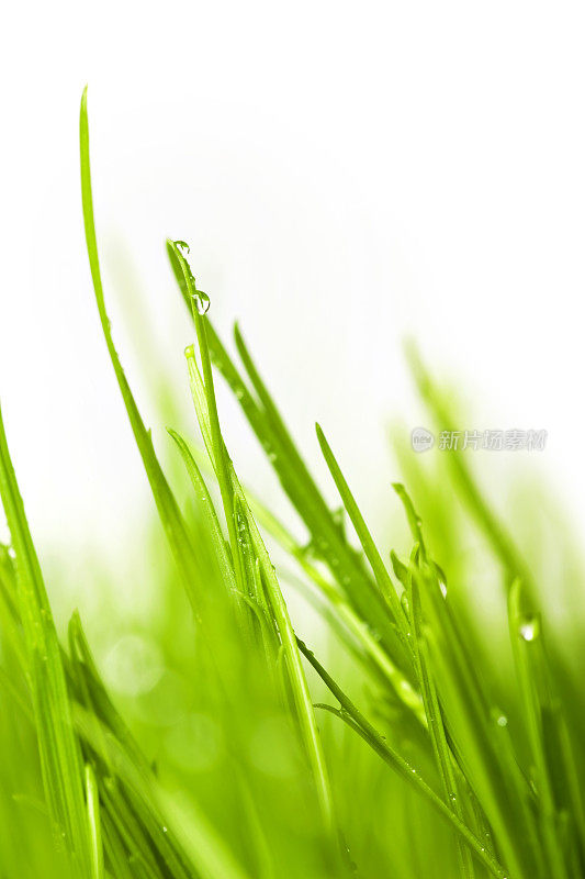 草背景与雨滴