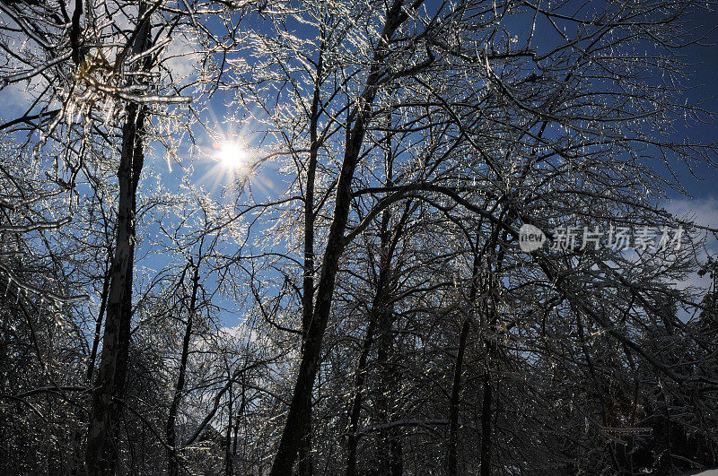 冬天的风景，阳光透过冰雪覆盖的树木