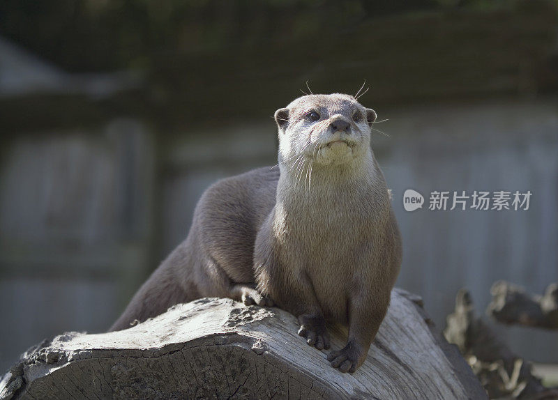 警报水獭