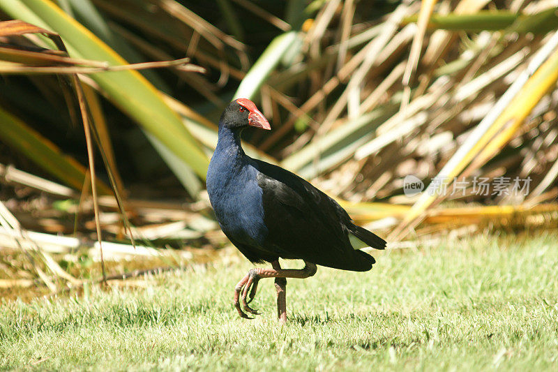 岸边的Pukeko。