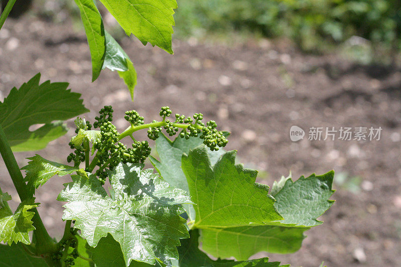 年轻的葡萄果实生长在植物上，没有人。