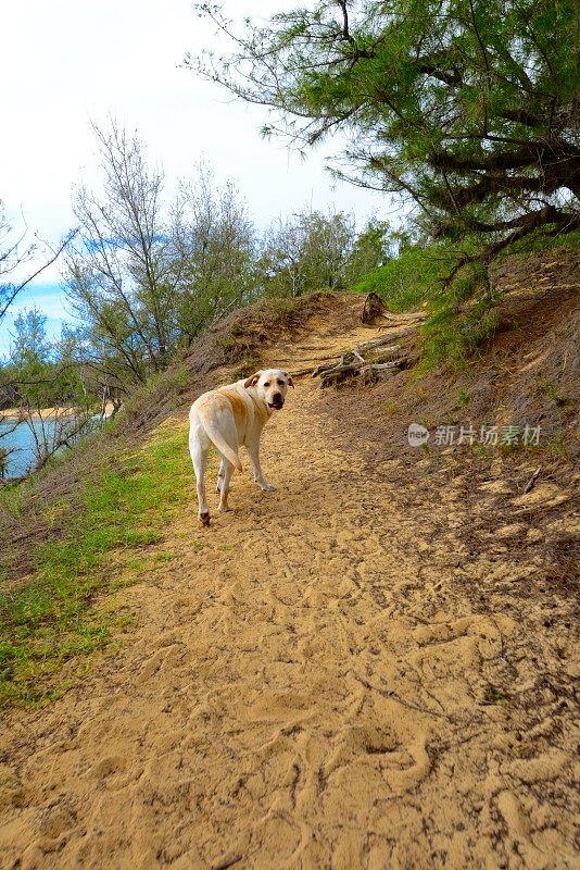 拉布拉多寻回犬