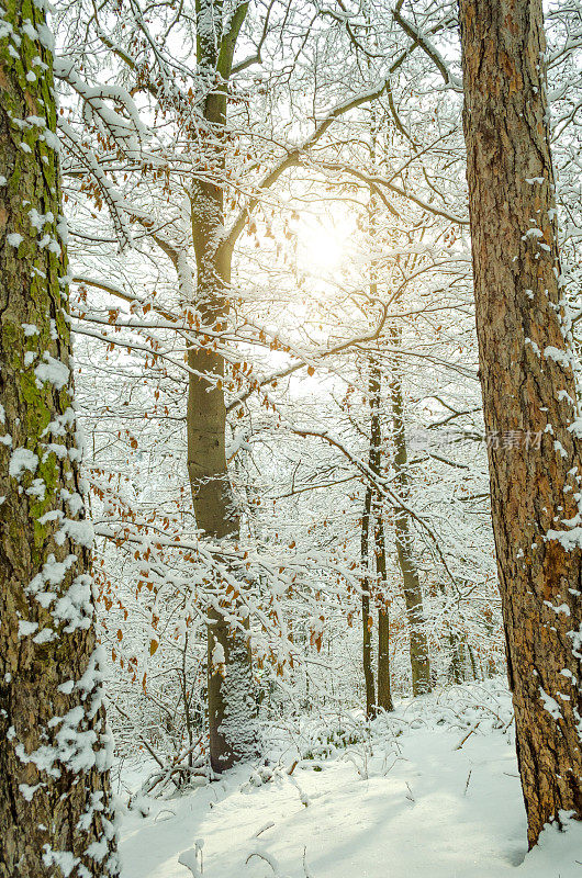 落叶林中有雪