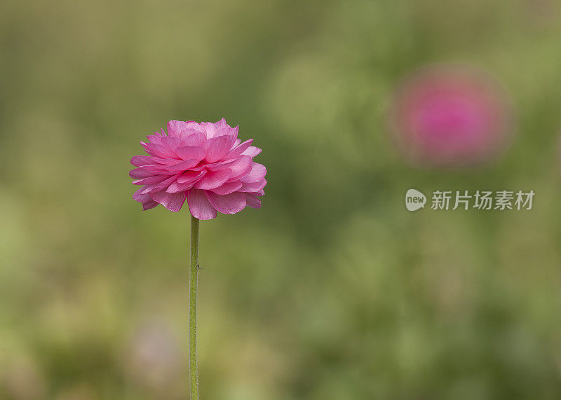 单瓣粉红色毛茛，田间