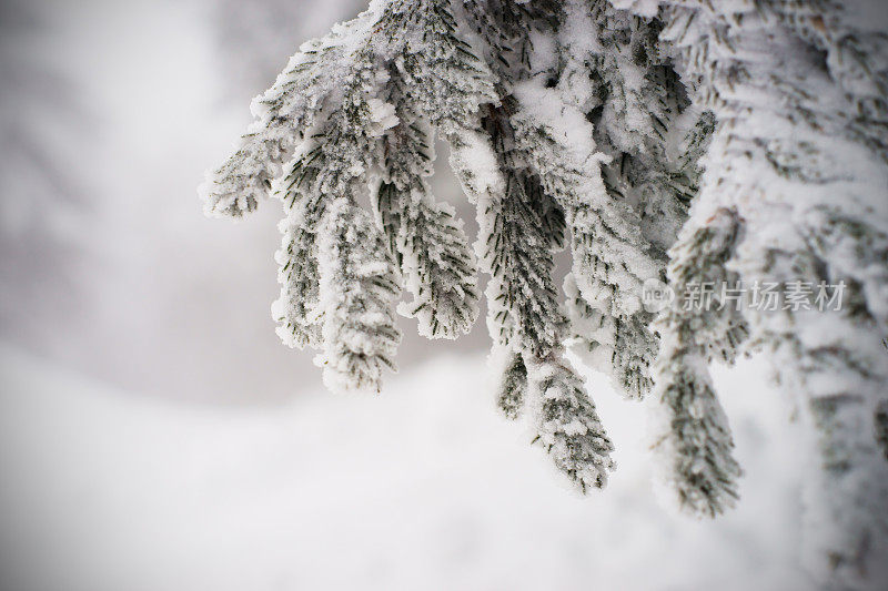 被雪覆盖的树枝