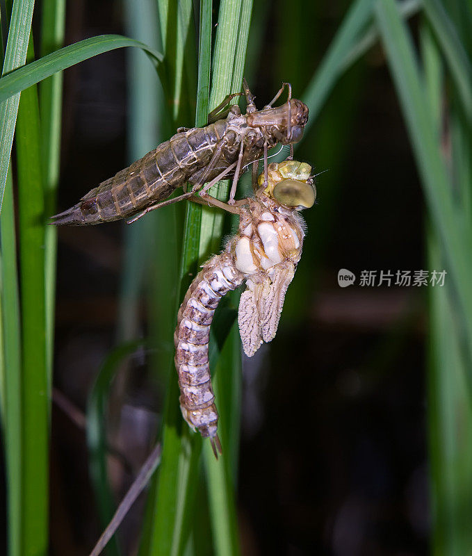 蜻蜓是从幼虫孵化出来的