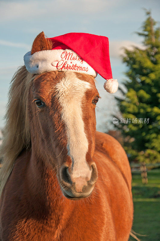 圣诞节的小马