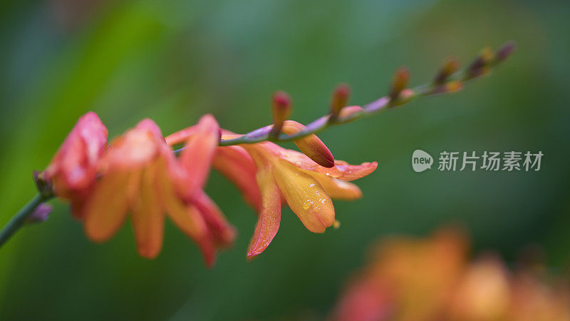 粉红色开花植物特写镜头